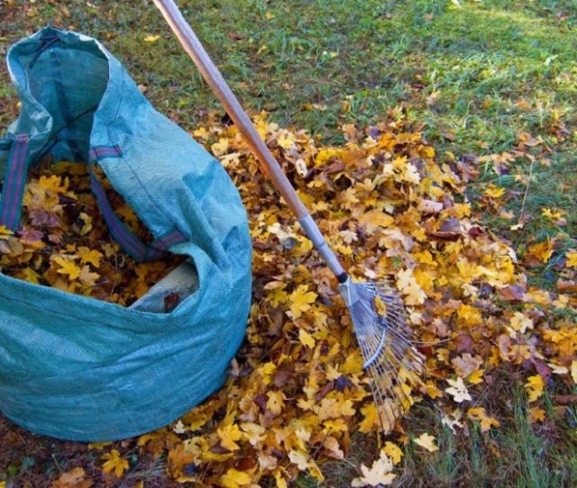 Что делать с опавшими листьями: найдите им хорошее применение