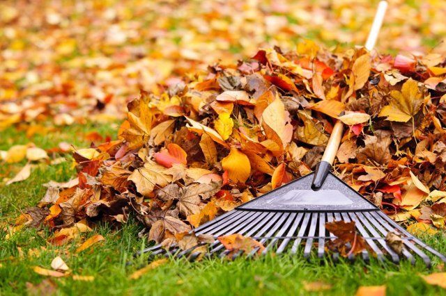 Нужно ли убирать опавшие листья в саду осенью