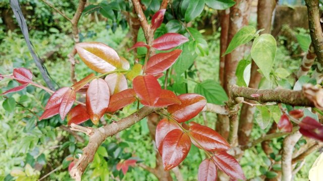 Суринамская вишня: как вырастить и что с ней есть