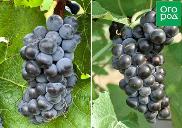 Неукрытый виноград – лучшие сорта для средней полосы