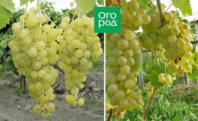 Неукрытый виноград – лучшие сорта для средней полосы