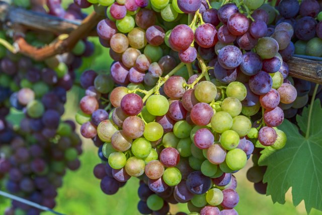 Почему виноград не созревает до заморозков