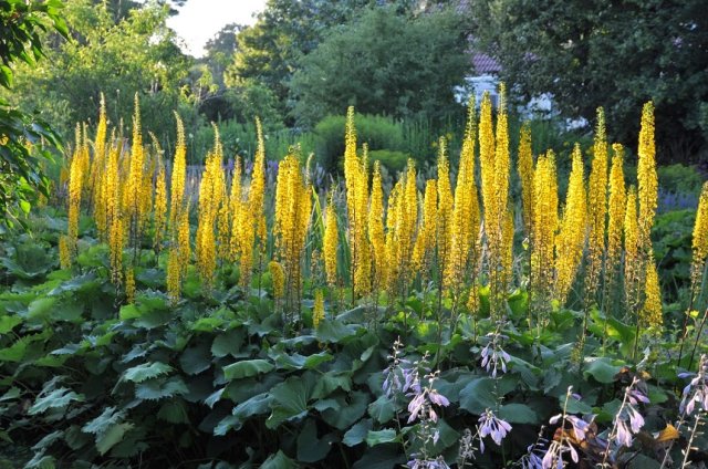 15 растений-долгожителей для цветника, который будет прекрасен долгие годы