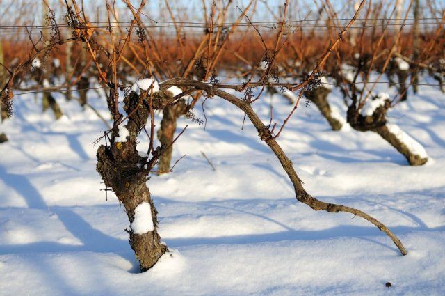 Как укрыть виноград на зиму – преимущества и недостатки всех способов укрытия