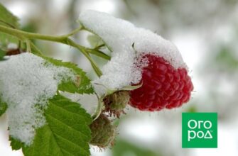 Как спасти ягоды малины от морозов