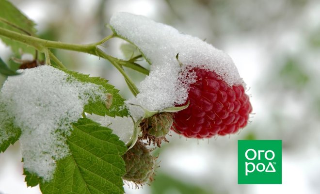 Как спасти ягоды малины от морозов