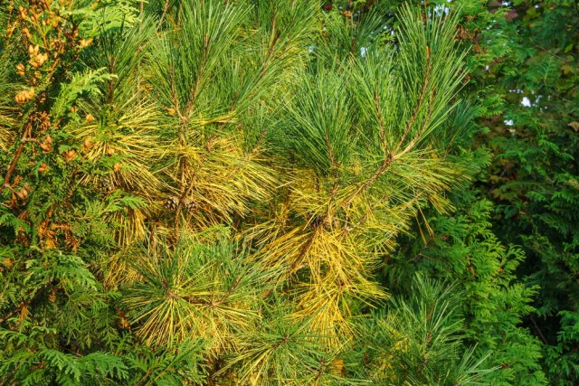 Почему хвойные деревья желтеют и коричневеют – все причины и способы избежать проблем