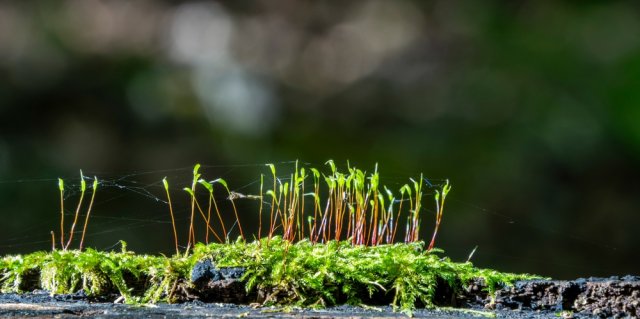 Растения, указывающие на кислую почву: 10 культур, указывающих на опасность