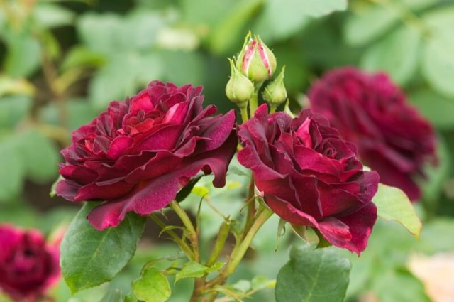 Самые эффектные сорта роз – невозможно остаться равнодушным