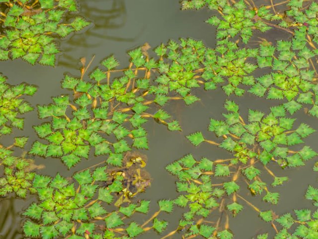 Водяной каштан: как вырастить необычное съедобное растение