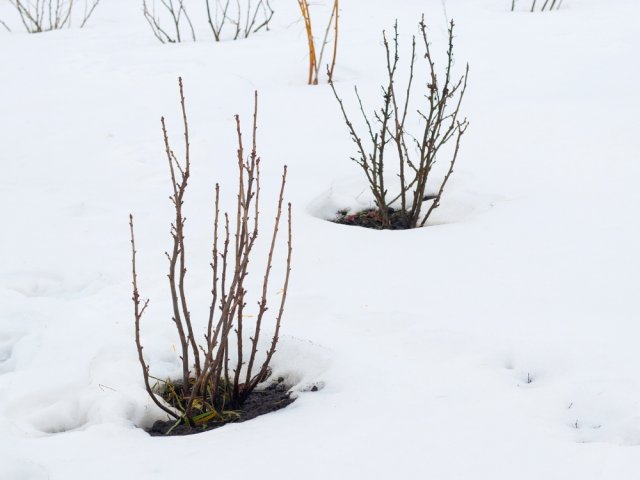 Черенки ягодных деревьев зимой: пошаговая инструкция