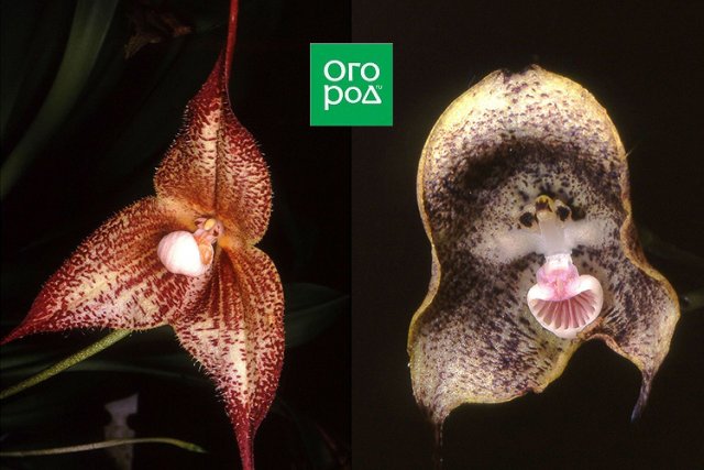 Малоизвестные виды орхидей – как они выглядят, как вырастить их дома