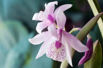 Малоизвестные виды орхидей – как выглядят, как вырастить дома