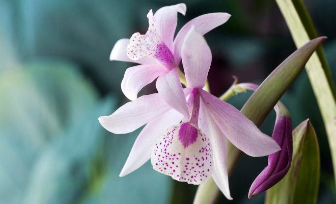 Малоизвестные виды орхидей – как выглядят, как вырастить дома