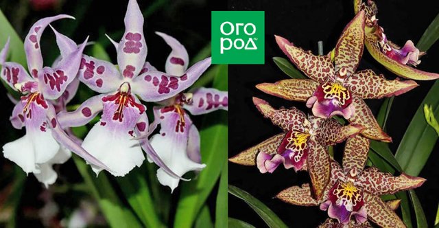 Малоизвестные виды орхидей – как они выглядят, как вырастить их дома