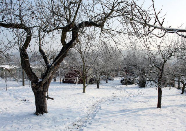 Нужно ли утаптывать снег вокруг деревьев – преимущества и недостатки