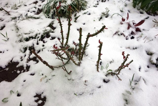 Покров роз под снегом сломался – что делать? 