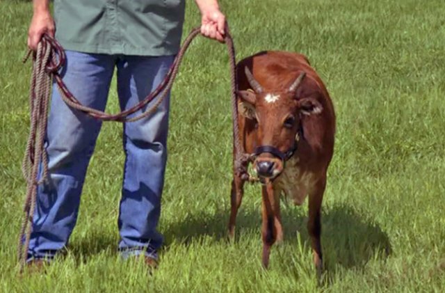 Мини-коровы – декоративная забава или новый тренд в животноводстве? 