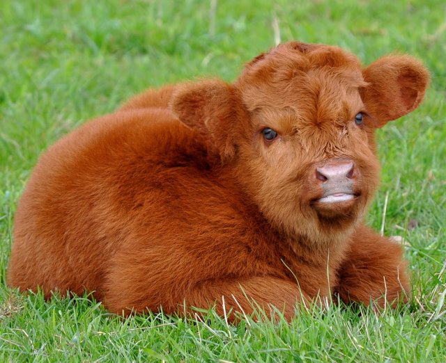 Мини-коровы – декоративная забава или новый тренд в животноводстве? 