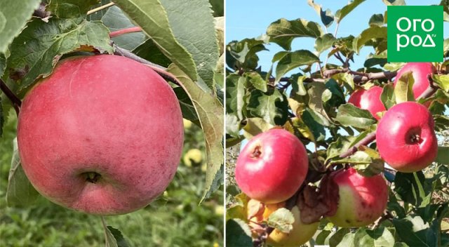 Новые и необычные сорта яблок для садоводов-экспериментаторов