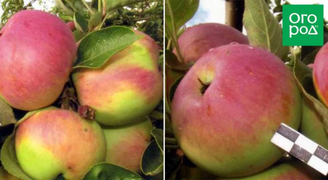 Новые и необычные сорта яблок для садоводов-экспериментаторов