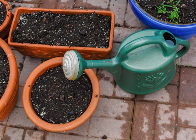 Почва для рассады – какая она должна быть