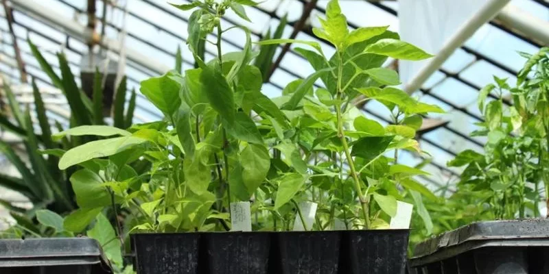 12 вопросов о выращивании рассады: как получить здоровые всходы и не потерять урожай