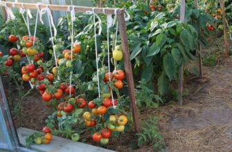 Не только томаты: 10+ растений, которые можно выращивать в теплице без ущерба основному урожаю