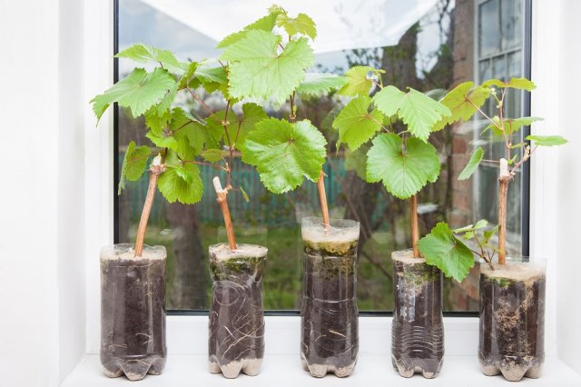 Размножение винограда черенками – инструкция для начинающих