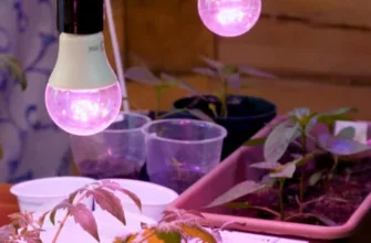 Сколько света нужно растениям и какую лампу выбрать для досветки