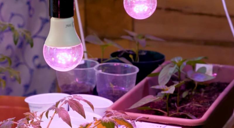 Сколько света нужно растениям и какие лампы выбрать для досветки