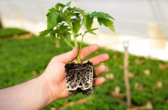 Важная роль корневой системы: как создать идеальные условия для выращивания рассады