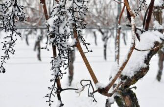 Виноград каждый год вымерзает: 5 причин почему