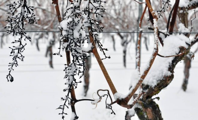 Виноград каждый год вымерзает: 5 причин почему