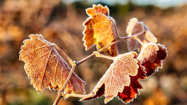 Виноград замерзает каждый год: 5 причин