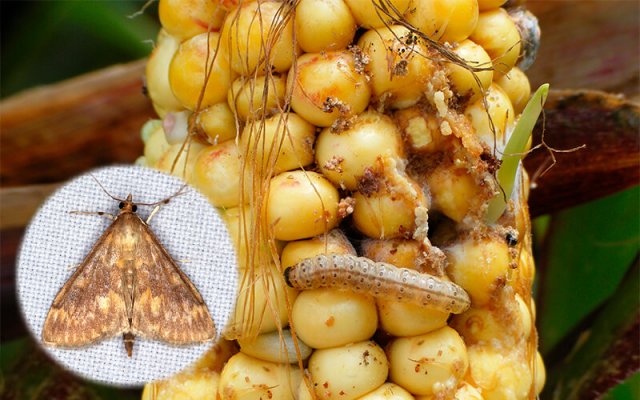 Вредители кукурузы: как избавиться от химикатов