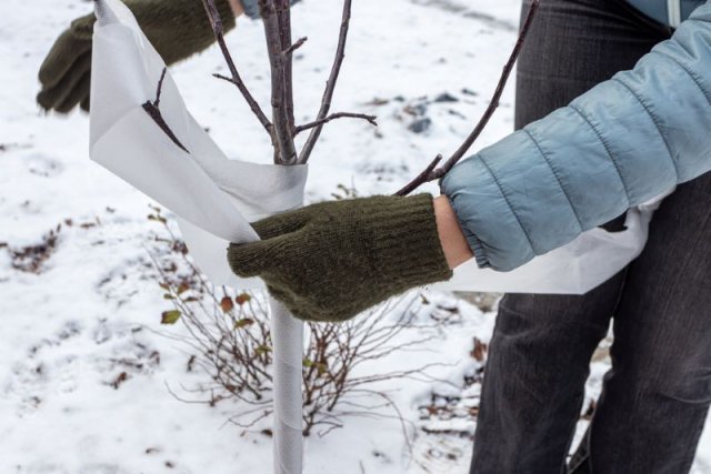 7 вещей, которыми можно заняться в саду, пока идет снег