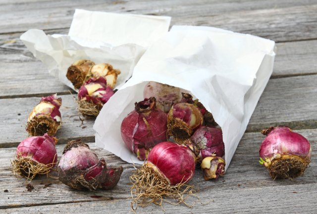 Гиацинты зацвели: как хранить луковицы