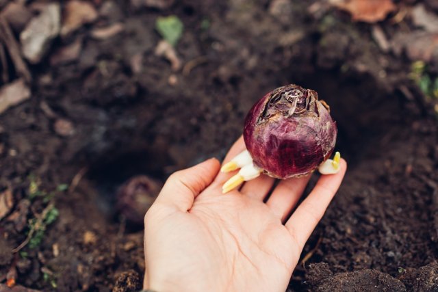 Гиацинты зацвели: как хранить луковицы