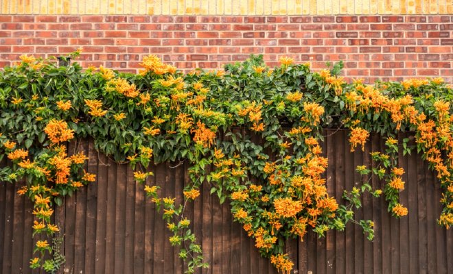 Вьющиеся жимолости – как вырастить очаровательную лиану на даче