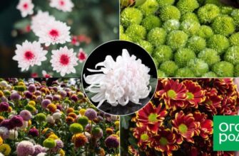 15 необычных сортов хризантем для стильного сада