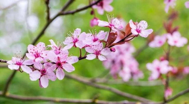 15 невероятно красивых деревьев и кустарников, которые идеально подойдут для вашего весеннего сада