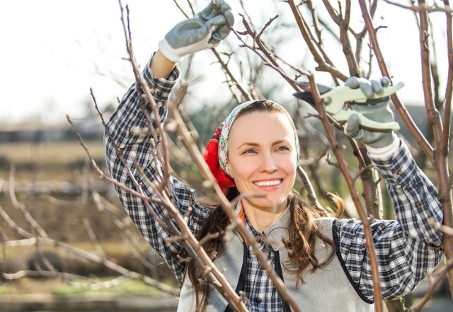 7 советов, как избавиться от садовых вредителей