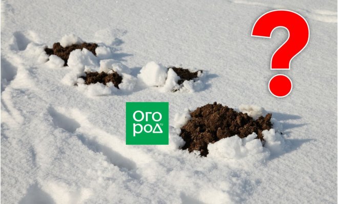 Кто изрыл всю почву под снегом: различаем следы и устраняем вредителей