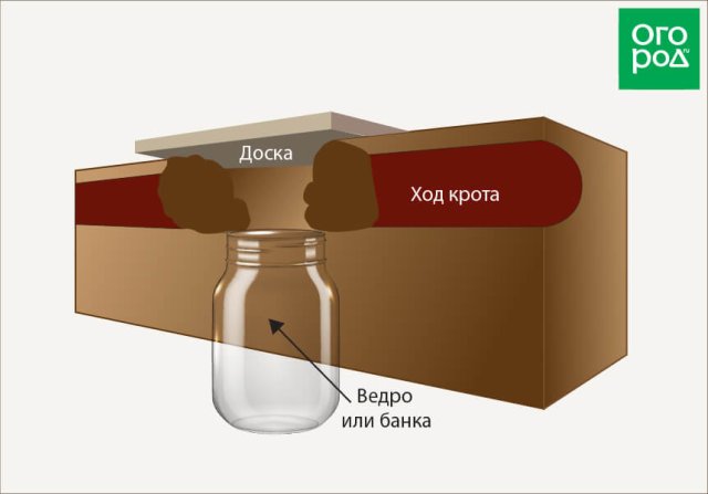 Кто перекопал всю почву под снегом: различим следы и устраним вредителей