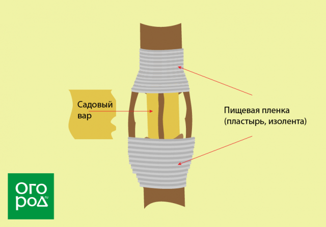 Мостовая прививка спасает поврежденные деревья: пошаговая инструкция с фото