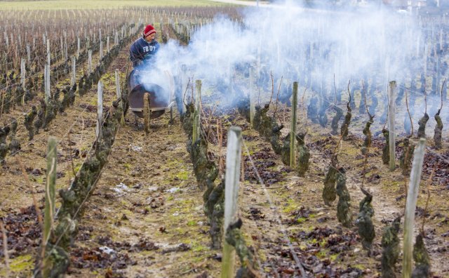 7 проверенных способов защитить виноград от весенних заморозков