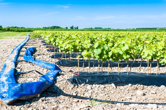 7 проверенных способов защитить виноград от весенних заморозков