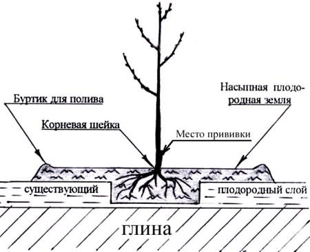 Декоративные кустарники, которые можно посадить осенью