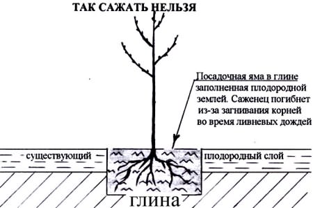 Декоративные кустарники, которые можно посадить осенью